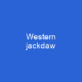Western jackdaw