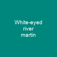 White-eyed river martin