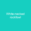 White-necked rockfowl