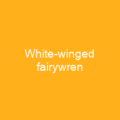 White-winged fairywren