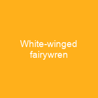 White-winged fairywren