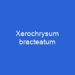 Xerochrysum bracteatum