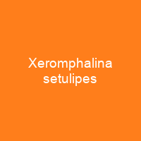 Xeromphalina setulipes