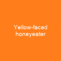 Yellow-faced honeyeater