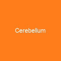 Cerebellum