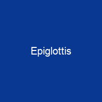 Epiglottis