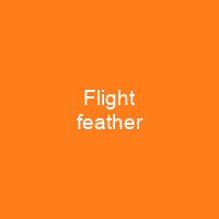 Flight feather