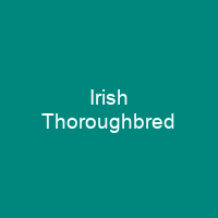Irish Thoroughbred