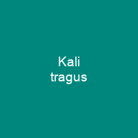 Kali tragus