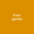 Koko (gorilla)
