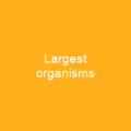 Largest organisms