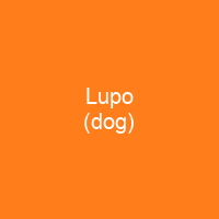 Lupo (dog)