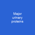 Major urinary proteins