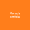 Morinda citrifolia