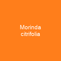 Morinda citrifolia