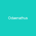 Odaenathus
