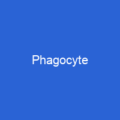 Phagocyte