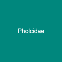 Pholcidae