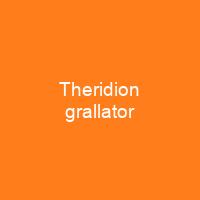 Theridion grallator