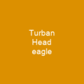 Turban Head eagle