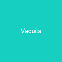 Vaquita