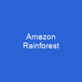 Amazon Rainforest