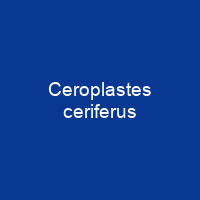 Ceroplastes ceriferus
