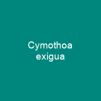 Cymothoa exigua