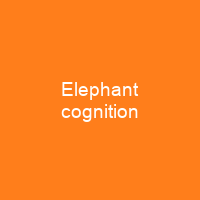 Elephant cognition