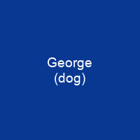 George (dog)