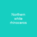 Northern white rhinoceros