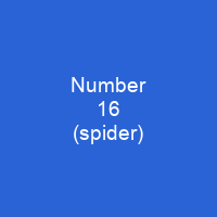 Number 16 (spider)