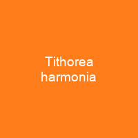 Tithorea harmonia