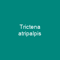 Trictena atripalpis