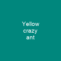 Yellow crazy ant