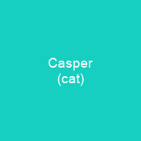 Casper (cat)