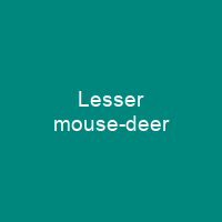 Lesser mouse-deer
