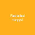 Rat-tailed maggot